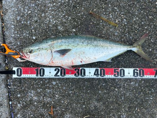 ワラサの釣果