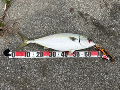 ワラサの釣果