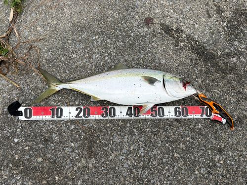 ワラサの釣果