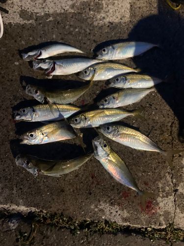 アジの釣果