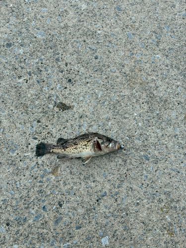 クロソイの釣果