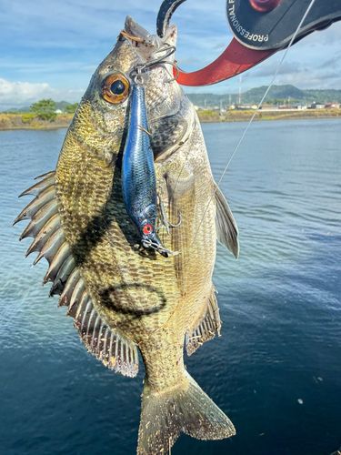 チヌの釣果