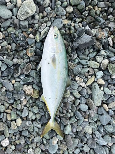 イナダの釣果
