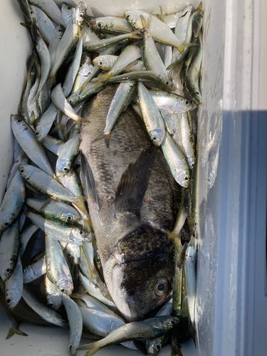 ママカリの釣果