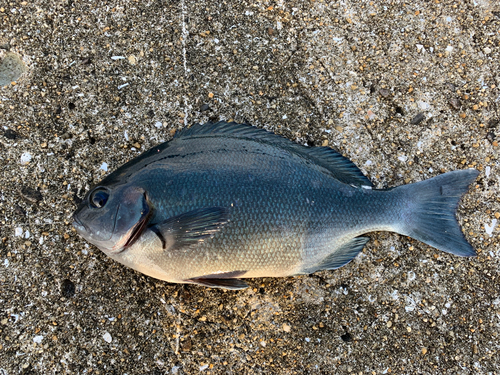 クロの釣果