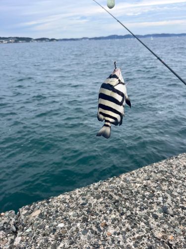 サンバソウの釣果