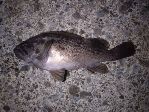 ソイの釣果