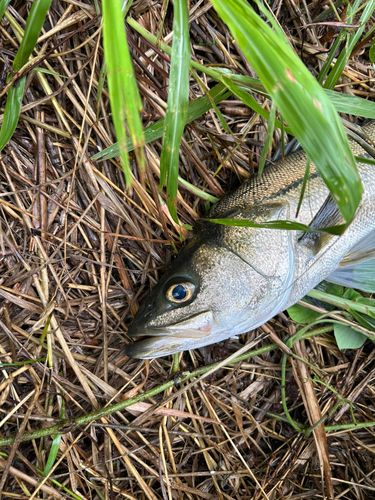スズキの釣果