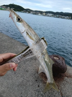 アカカマスの釣果