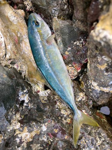 コゾクラの釣果