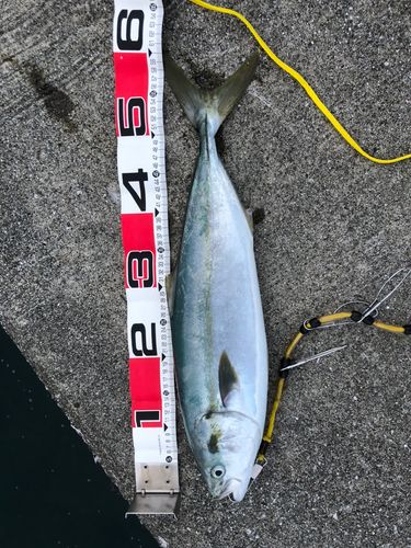 ワラサの釣果