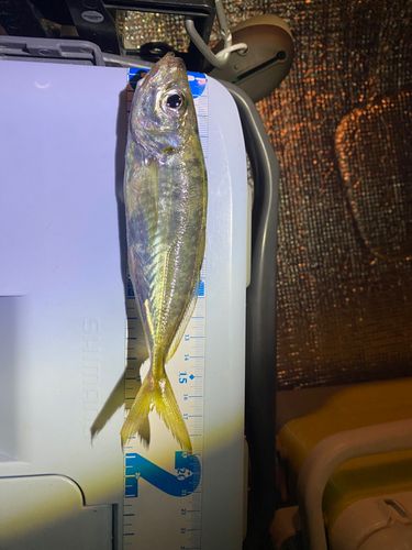 マアジの釣果