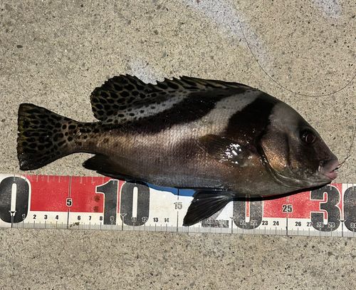 コショウダイの釣果