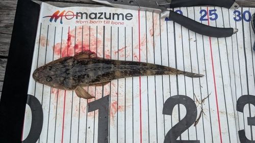 マゴチの釣果