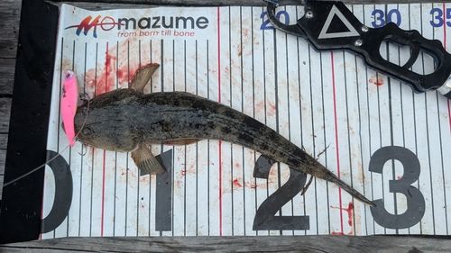 マゴチの釣果
