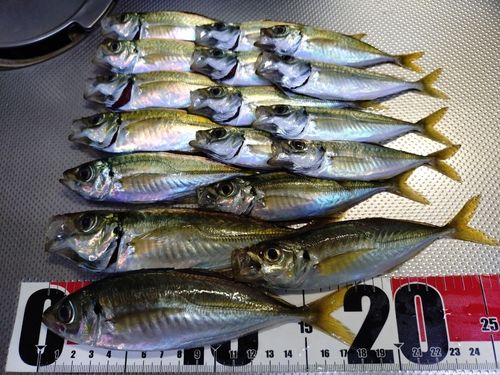 マアジの釣果