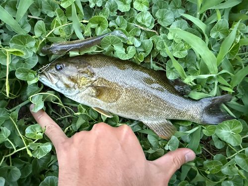 スモールマウスバスの釣果