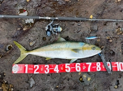 ヒラマサの釣果