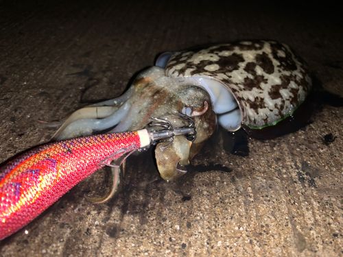 コウイカの釣果