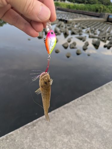 ハゼの釣果