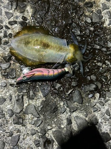 アオリイカの釣果