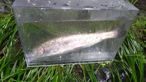ニジマスの釣果