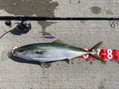 ハマチの釣果