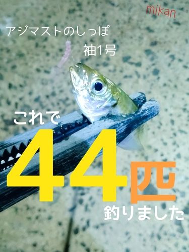 アジの釣果