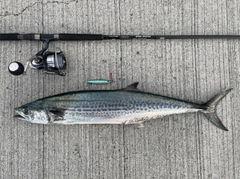 サワラの釣果