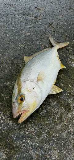 ショゴの釣果