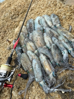 アオリイカの釣果