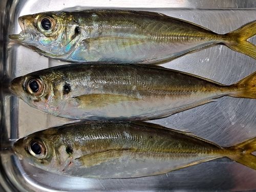 マアジの釣果