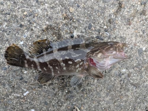 クエの釣果