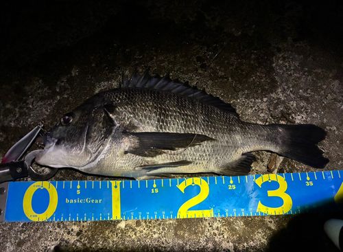 クロダイの釣果
