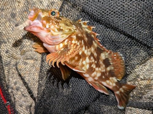 カサゴの釣果