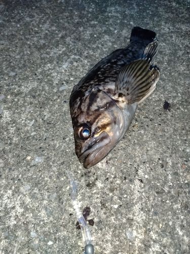 クロソイの釣果
