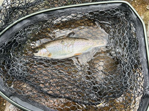 ニジマスの釣果