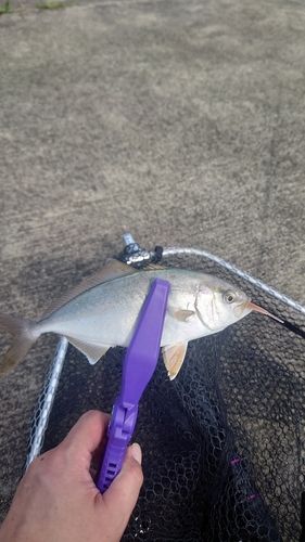 ショッコの釣果