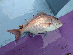マダイの釣果