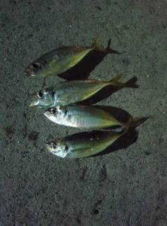 アジの釣果