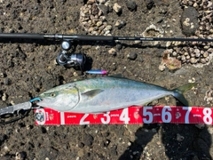 ハマチの釣果