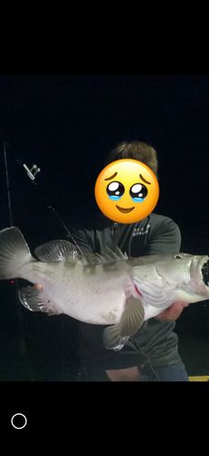 クエの釣果