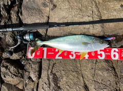 ヒラマサの釣果