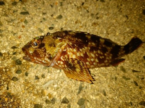 カサゴの釣果