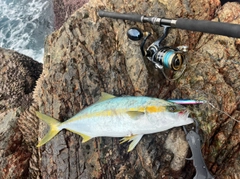 ヒラマサの釣果