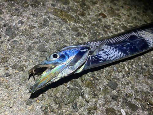 タチウオの釣果
