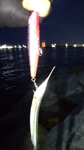 サヨリの釣果