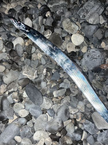 タチウオの釣果
