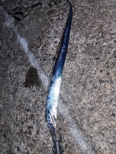 タチウオの釣果