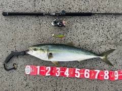 ブリの釣果